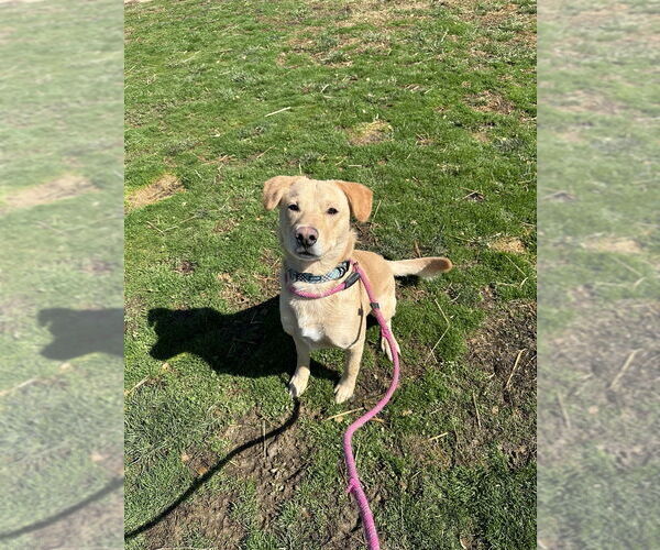 Medium Photo #3 Labrador Retriever Puppy For Sale in Evansville, IN, USA