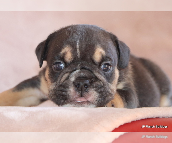 Medium Photo #9 Bulldog Puppy For Sale in WINNSBORO, TX, USA