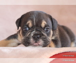 Small #8 Bulldog