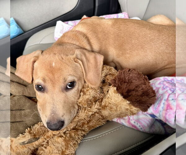 Medium Photo #5 Mutt Puppy For Sale in Houston, TX, USA