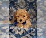 Small Photo #7 Poochon Puppy For Sale in LANCASTER, PA, USA