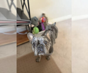 French Bulldog-Unknown Mix Dogs for adoption in Lakewood, CO, USA