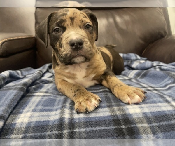 Medium Photo #121 American Bully Puppy For Sale in REESEVILLE, WI, USA