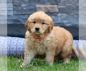 Golden Retriever Puppy for sale in LITITZ, PA, USA