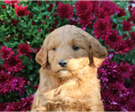 Small Photo #2 Goldendoodle (Miniature) Puppy For Sale in LEBANON, PA, USA