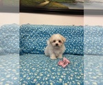 Small #2 Maltese