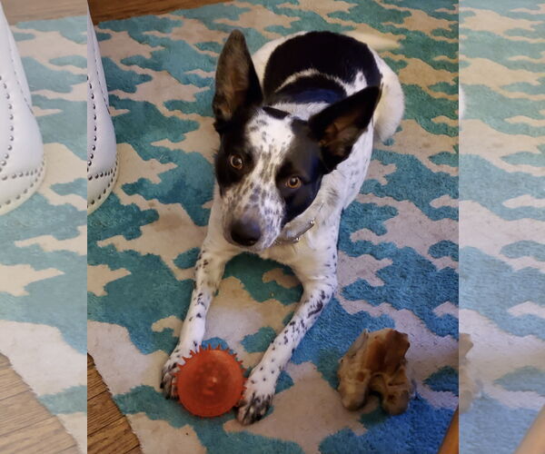 Medium Photo #1 Mutt Puppy For Sale in Lewistown, PA, USA