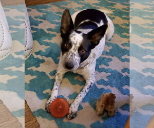 Mutt Dogs for adoption in Lewistown, PA, USA