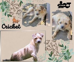 Mutt Dogs for adoption in Lindsay, CA, USA