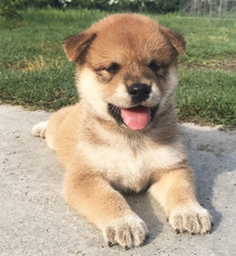 Shiba Inu Puppy for sale in SAN JOSE, CA, USA