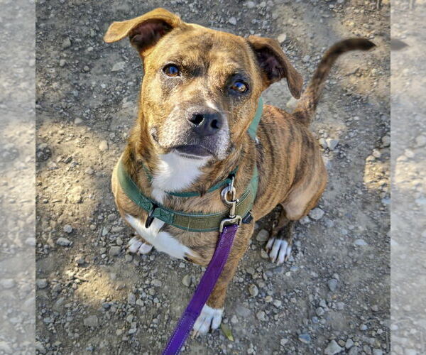 Medium Photo #5 American Staffordshire Terrier-Boxer Mix Puppy For Sale in Huntley, IL, USA