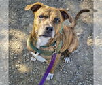 Small #4 American Staffordshire Terrier-Boxer Mix