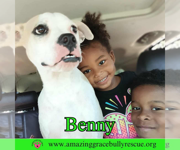 Medium Photo #4 American Bulldog-Unknown Mix Puppy For Sale in Pensacola, FL, USA