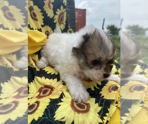 Havanese Dog for Adoption in El Dorado, Kansas USA