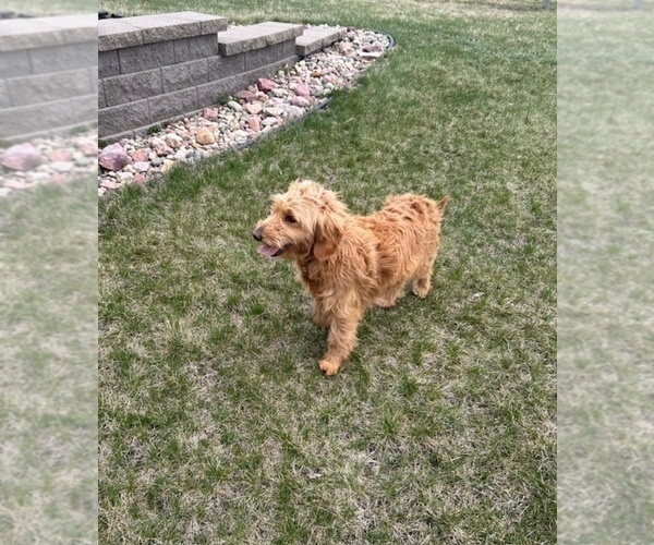 Medium Photo #1 Goldendoodle (Miniature) Puppy For Sale in HULL, IA, USA