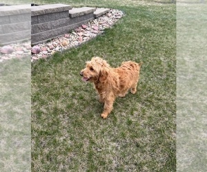 Mother of the Goldendoodle (Miniature) puppies born on 03/26/2025
