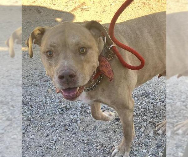 Medium Photo #1 Mutt Puppy For Sale in Camarillo, CA, USA