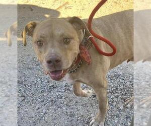 Mutt Dogs for adoption in Camarillo, CA, USA