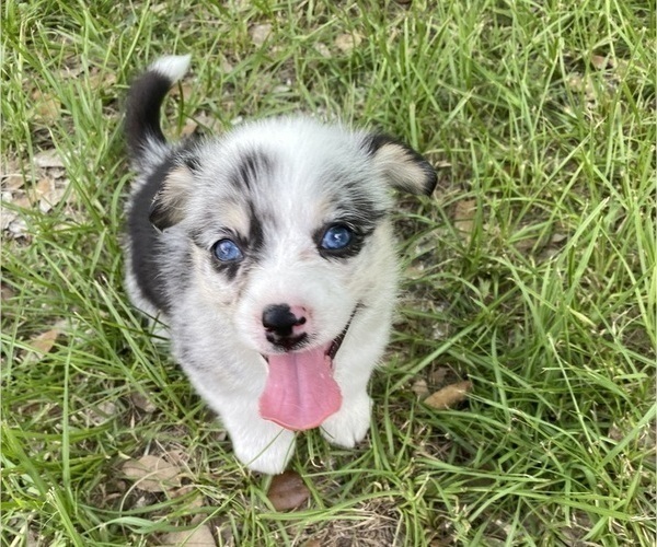 Medium Photo #2 Pembroke Welsh Corgi Puppy For Sale in BRANDON, FL, USA