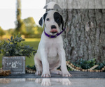 Small #1 Great Dane