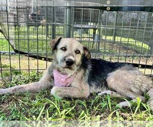 Mutt Dogs for adoption in Abbeville, LA, USA