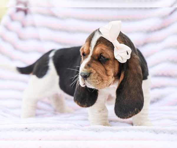 Medium Photo #3 Basset Hound Puppy For Sale in LIBERTY, KY, USA