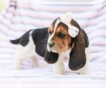 Small #2 Basset Hound