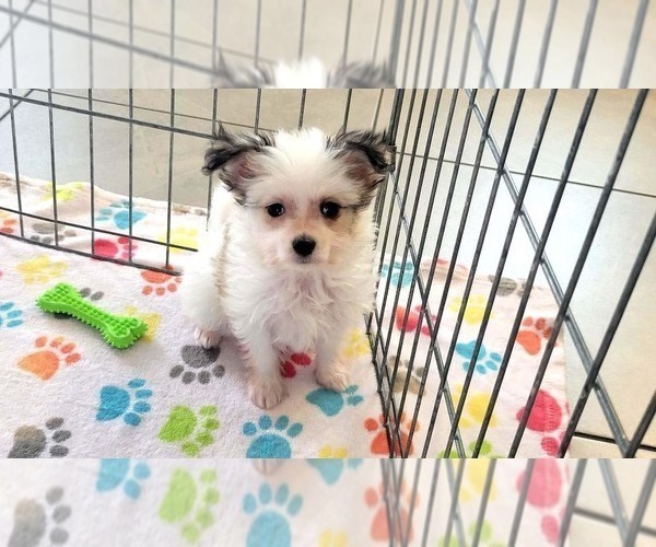 Medium Photo #6 Papitese Puppy For Sale in ORO VALLEY, AZ, USA