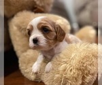 Small Photo #1 Cavalier King Charles Spaniel Puppy For Sale in TAYLOR, MI, USA