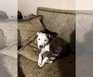 American Pit Bull Terrier Dogs for adoption in Foristell, MO, USA