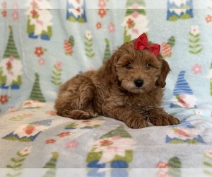 Cockapoo Puppy for sale in LAKELAND, FL, USA