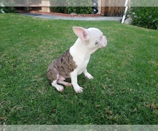 Medium Photo #14 French Bulldog Puppy For Sale in SIMI VALLEY, CA, USA