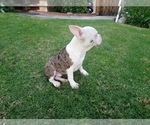 Small Photo #14 French Bulldog Puppy For Sale in SIMI VALLEY, CA, USA