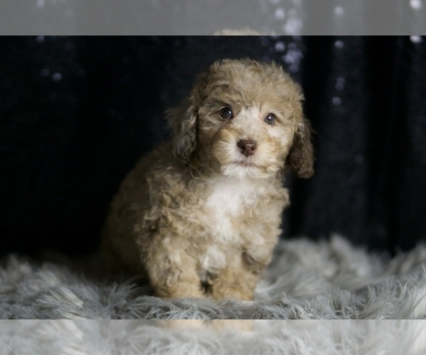 Medium Photo #3 Poodle (Toy) Puppy For Sale in WARSAW, IN, USA