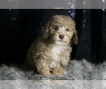 Small #2 Poodle (Toy)