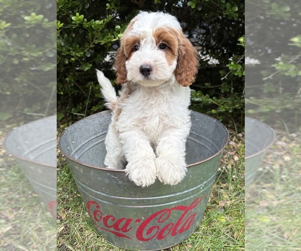 Medium Photo #4 Goldendoodle (Miniature) Puppy For Sale in MIDDLEBURY, IN, USA