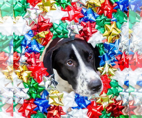 Medium Photo #4 Mutt Puppy For Sale in Canton, CT, USA