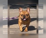 Small Photo #1 French Bulldog Puppy For Sale in CORPUS CHRISTI, TX, USA
