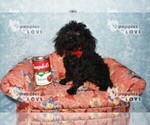Image preview for Ad Listing. Nickname: AKC MICRO TCP P