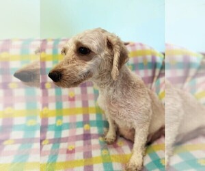 Mother of the Cavapoo (Miniature) puppies born on 12/14/2025