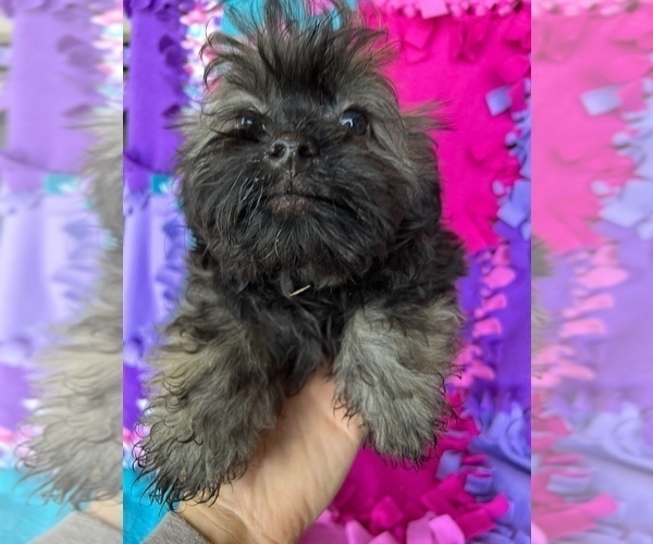 Medium Photo #6 Havanese Puppy For Sale in FREDERICK, MD, USA