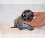Small #7 Poodle (Toy)