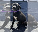 Small Labrador Retriever Mix