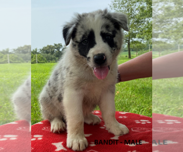 Medium Photo #4 Border Collie Puppy For Sale in PERRYVILLE, MO, USA