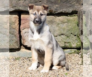 German Shepherd Dog-Siberian Husky Mix Puppy for sale in FREDERICKSBG, OH, USA