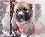 Small #7 Pomsky