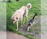 Small #1 Anatolian Shepherd
