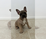 Small Photo #4 French Bulldog Puppy For Sale in BERRIEN SPRINGS, MI, USA