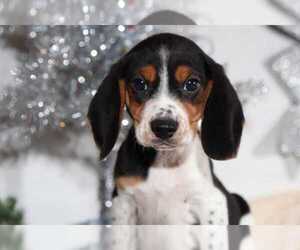 Beagle Puppy for sale in BEL AIR, MD, USA