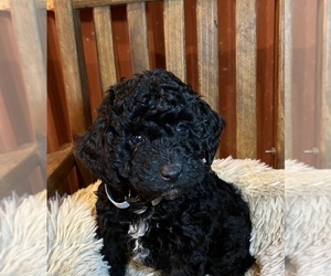 Poodle (Miniature) Puppy for sale in DUNDEE, OH, USA